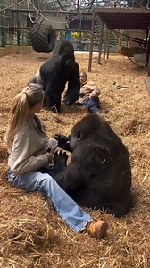 The most loving gorilla in the world ❤️😍 | Freya Love Gorilla