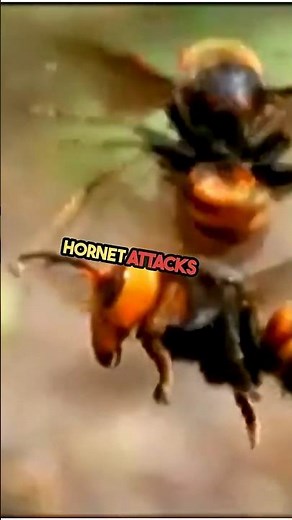 how to prevent hornet attack? #hornet #attack