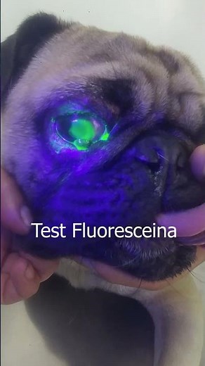 test fluoresceina
