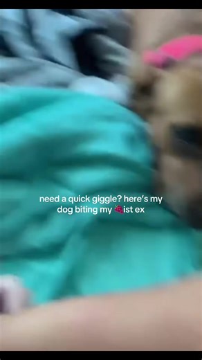 Remembering Sasha: A Heartfelt Tribute to a Loyal Dog