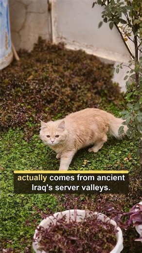 Ancient Iraq: Where Civilization Began and Survival Took Root #facts #naturesvoice