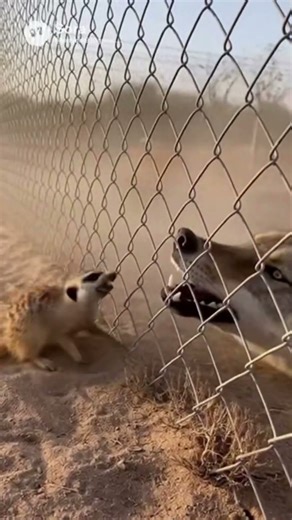 CCTV Footage: Brave Meerkat Attacks Wolf Through Fence | Wild Animal Encounter