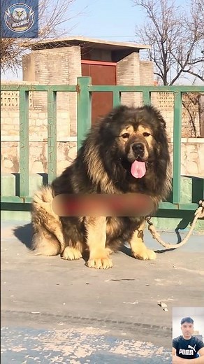 Caucasian Shepherd Shows Raw Power | World's Most Fearless Guard Dog!