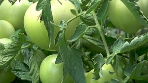 James Meeks is a fifth-generation farmer who has become known across Arkansas and region for his tomato, watermelon and "u-pick" produce operation near Hamburg, Arkansas. He and his business partner have overcome regulatory and workforce challenges and built their Triple M Farms of Ashley County into a key tomato provider for WalMart, Subway restaurants and a number of roadside vendors. He spoke to us about his love of growing tomatoes, industry challenges and the uncertain future of the busines