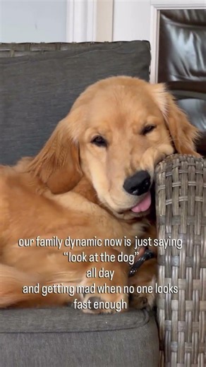 Every Golden Retriever Family Has This Problem 😂🐾