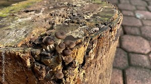 Mushroom fungi on tree trunk.mushrooms growing on a tree trunk