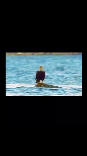 Eagle Versus Crab... | Jade Llagas