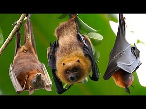 The secret life of bats in caves