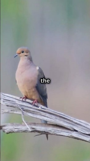 Why the mourning dove call hits different