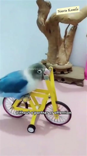 The Shocking Truth About Lovebird Stress and Silence