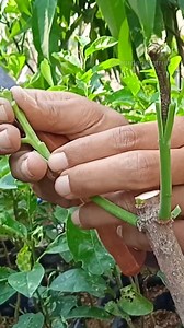 1.2M views · 5.1K reactions | multiply varieties on one mango plant #gardening #mango #foryou | GardeningFruit | Facebook