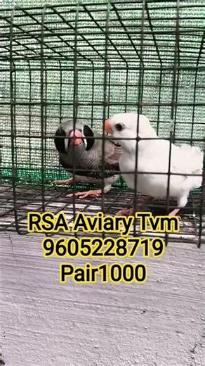 #black #cheek jumbo#finch birds#kerala #pair 1000