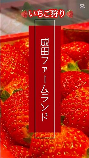 いちご狩り🍓 #成田ファームランド #いちご狩り #strawberry #イチゴ狩り #収穫体験 #家族連れ #グルメ #バームクーヘン