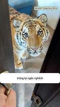 Vì Sao Hổ Nuôi Trông Hiền Hơn Hổ Hoang? | #shorts #animals #khampha #muônloàikỳthú