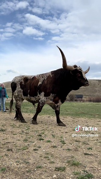 Mr. Tuff Vortex and His Ladies in Montana