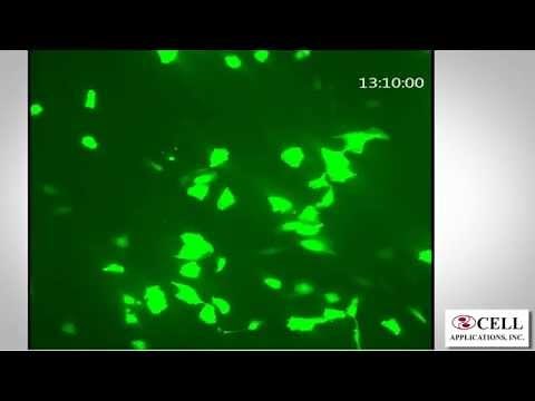 HUVEC Transfection Optimized with Cytofect™ Kit