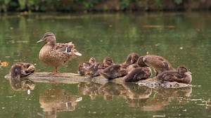 30K views · 1.4K reactions | It's World Wetlands Day! Time to celebrate with a Mallard duckling or two, or three, or four... | National Audubon Society | Facebook