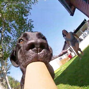 766K views · 5.1K reactions | Animals stealing cameras create some of the best videos  | LADbible | Facebook