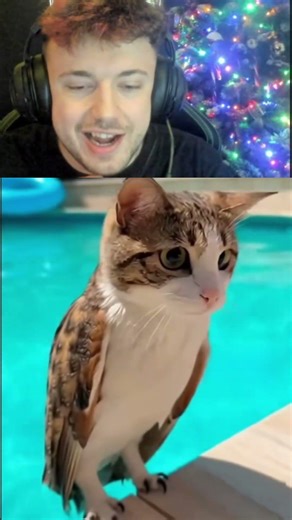 MEOWL OG IN VIATA REALA!