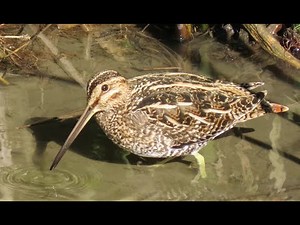 Wilson's snipe - dancing walk
