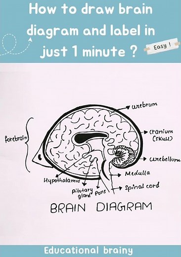 How to Draw Brain diagram and label it's parts in just 1 minute