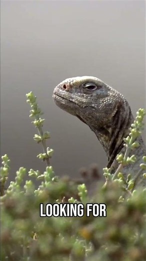 Feeding Lizards: What They REALLY Eat & Love!