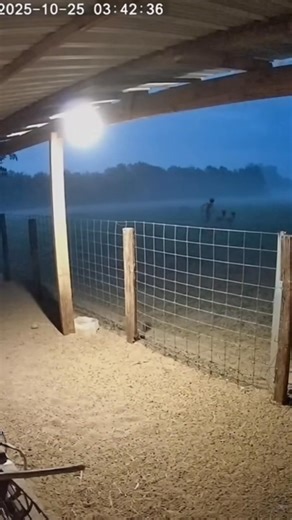 Late-night CCTV footage from a quiet goat farm shows something unbelievable — a mysterious alien figure caught moving in the dark! Watch till the end to see the shocking moment when the truth is revealed. If you love real mystery videos, unexplained events, and paranormal moments, this reel is for you! 🎥 Watch, share, and comment what you think — real or fake? #AlienCaughtOnCamera #GoatFarmMystery #CCTVFootage #RealAlienSighting #ParanormalActivity #UnbelievableVideo #MysteriousCreature #NightV