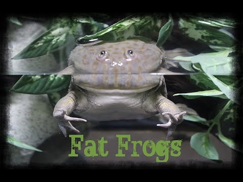 Setting Up a Budgett’s Frogs Enclosure!