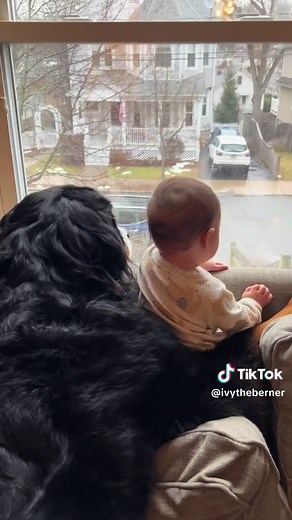 Bernese Mountain Dog Watching Over Baby Sister for 2 Years
