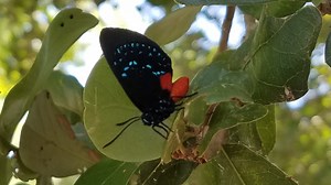 Looking for a low-maintenance native plant that attracts butterflies? Try the coontie.