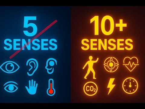You Don’t Have Five Senses — You Have At Least Ten