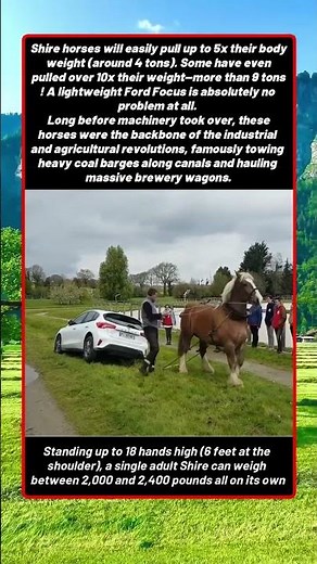 The Unmatched Power of the Shire Horse