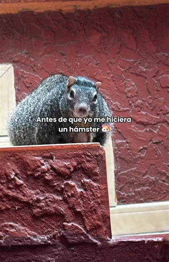 Pipi si fuera hámster 🐹 #CapCut #pipi_la_ardilla #hamster #fyp