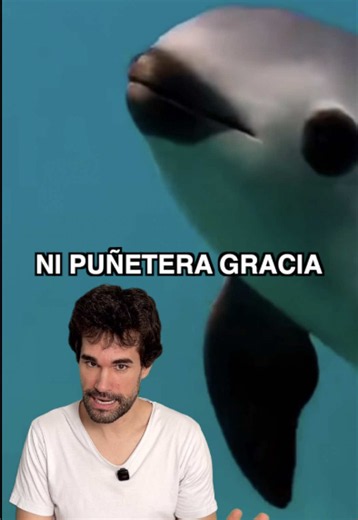 Vaquita marina: quedan 7-10 y no hay plan B