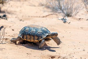 Discover How Hikers Work Around the Threatened Desert Tortoise