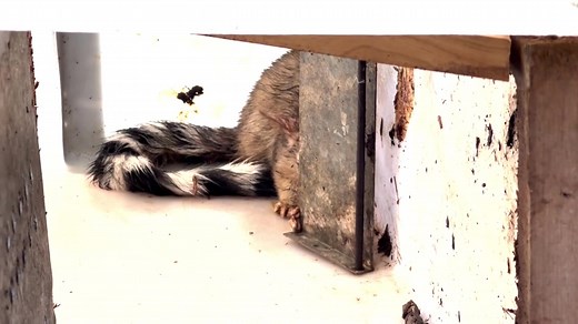 26K views · 454 reactions | RINGTAIL RELEASE:  A rarely-seen ringtail was relocated in Southern Utah this week with help from wildlife officials. Details & more video: https://bit.ly/42QKz1Z | KUTV 2News | Facebook