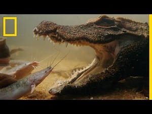 Le poisson-chat, le repas préféré du crocodile nain