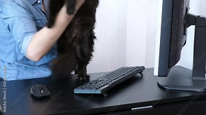 Big black maine coon cat jumps on her owners desk while she is typing on the computer keyboard. She is petting him