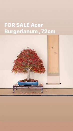 FOR SALE This beautiful Chokkan Acer buergerianum is looking for a new home. A very special and mature tree, it will enhance your garden in every season—unfurling delicate round leaves in spring, showcasing fresh green vibrancy in summer, transforming into a breathtaking display of red, orange, and yellow in autumn, and standing gracefully bare in winter, revealing its intricate ramification. Height: 72 cm | Width: 62 cm A new pot is already waiting for it at Bonsai Plaza ( for sale a part ). If