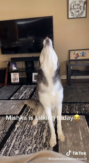 Husky Mishka Talking - Siberian Husky Communication