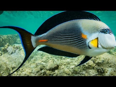 amazing fish video |✅ amazing fish in sea |✅ amazing fish aquarium | aquarium fish 4k - aquarium 4k