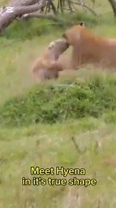 🦁 Lions vs. Hyenas: A Battle for Survival! 🐾 In the wild, hyenas fear no predator—except for the mighty male lions! Even in large numbers, they dare to steal from lionesses, but when the tables turn, the lionesses strike back with fury! 🔥 Witness the raw power of nature as these two fierce rivals clash in the heart of the Masai Mara. It’s a once-in-a-lifetime spectacle that you can experience up close on our thrilling safaris! 🌍 Plan your adventure today and be part of the greatest wildlife 