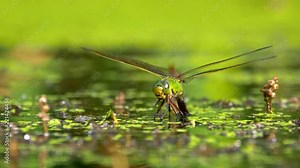 Emperor dragonfly (Anax imperator) laying eggs