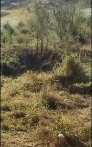Leopard vs cheetah. What an incidence! #safari #kenya #sightseeing | Ken Matata
