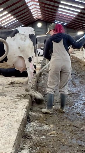 💩 Hands-On Barn Cleaning at an American Dairy Farm ✨🐄