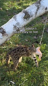 Our tiny and mighty Asian Leopard Cats made quick work of their hanging chicken treats! Even if they are little cats, they’re still ferocious! 😼🐾 #asianleopardcat #WildcatSanctuary #puzzle #rescuecat #enrichment #wildcats | Wildcat Sanctuary
