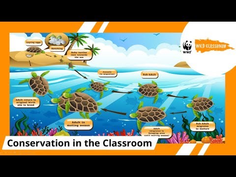 Marine Turtles: Why are they so cool and what can we do to protect them?