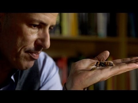 Giant Killer Hornet Populations Exploding Faster Than Ever