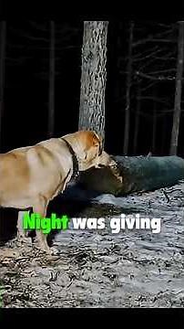 Saved by a Pup: The River Rescue 🐾❄️