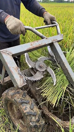 Compact Manual Rice Harvester | Smart DIY Farming Tool in Action